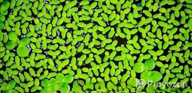 Aquarium plants