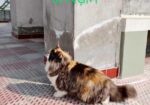 পিওর পার্শিয়ান বিড়াল ( 3 Costed Pure Persian Cate