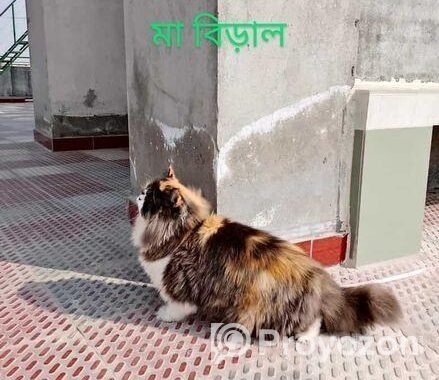 পিওর পার্শিয়ান বিড়াল ( 3 Costed Pure Persian Cate