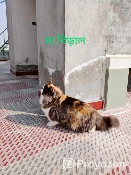 পিওর পার্শিয়ান বিড়াল ( 3 Costed Pure Persian Cate