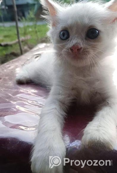 পার্শিয়ান বিলাই