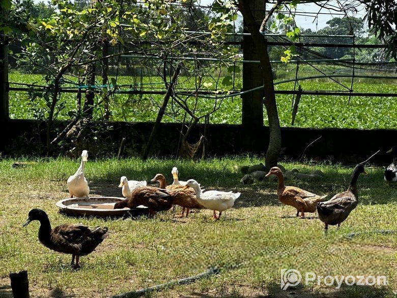 জমি বিক্রয় হবে – ইছর কান্দি-গাজীপুর – (IUT থেকে মা