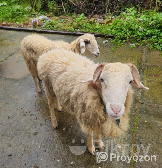 গাড়ল বিক্রয় হবে