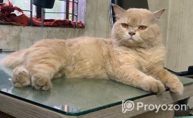 parsian Cat