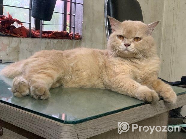 parsian Cat