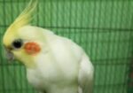 রানিং লুটিনো ককাটেল সেল হবে