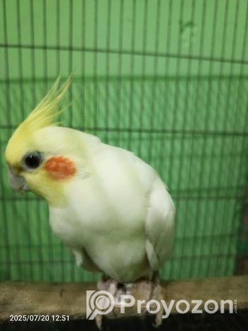 রানিং লুটিনো ককাটেল সেল হবে