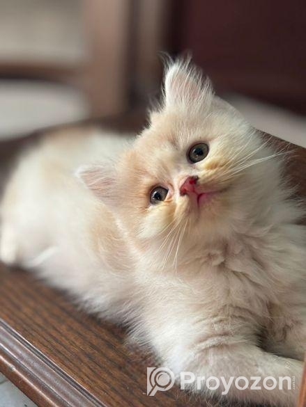 Traditional pure persian male/female