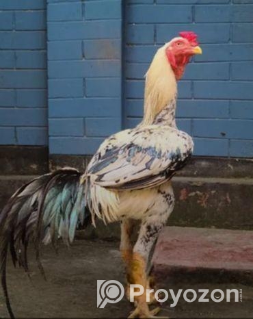 আসলী মুরগী বিক্রি হবে