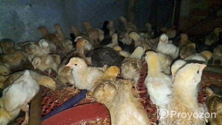 টাইগার ১৫ দিনের