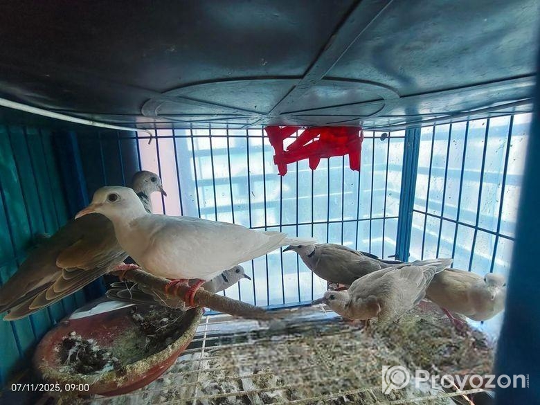 অস্ট্রেলিয়ান ঘুঘু পাখি বিক্রি হবে