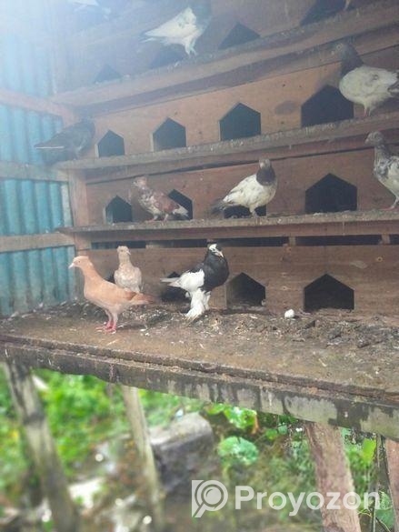 কবুতর + খোপ বিক্রি হবে