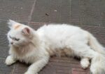 PURE PERSIAN MALE CAT