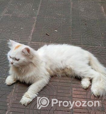 PURE PERSIAN MALE CAT