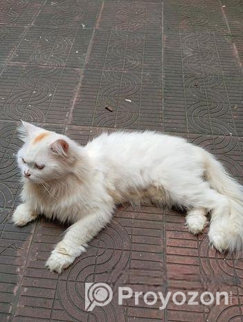 PURE PERSIAN MALE CAT