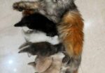 Persian cat sell post