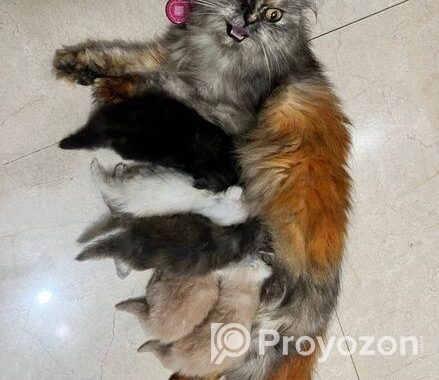 Persian cat sell post