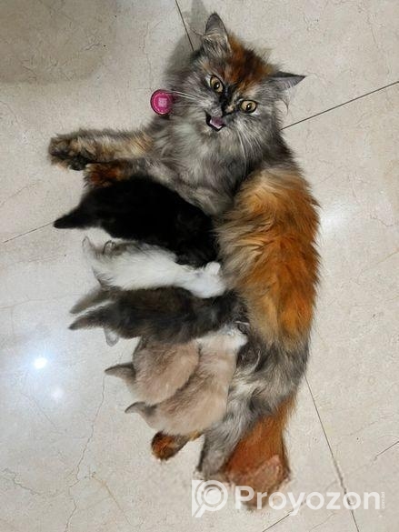 Persian cat sell post