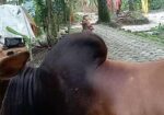একটি গরু