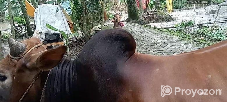 একটি গরু