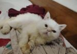 Exotic Bloodline Male Cat