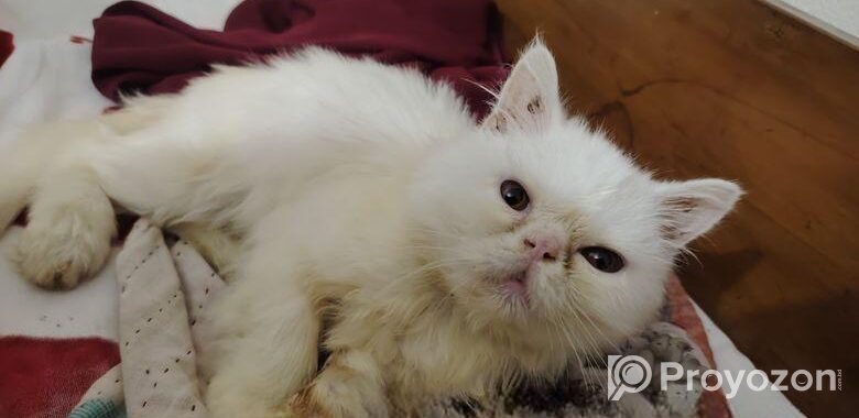 Exotic Bloodline Male Cat