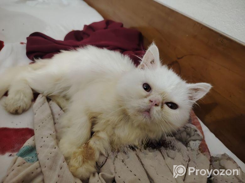 Exotic Bloodline Male Cat