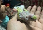 Tame Size Baby Budgeriger