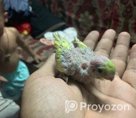 Tame Size Baby Budgeriger