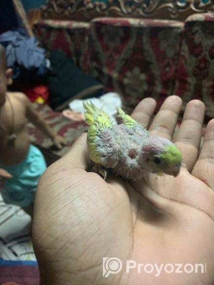 Tame Size Baby Budgeriger