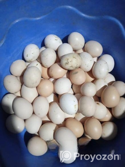 অর্জিনাল ফাউমি মুরগির বীজ ডিম বিক্রি করা হবে।নিজস্