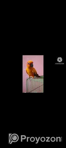 সান কনুর