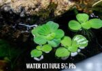 Aquarium plants