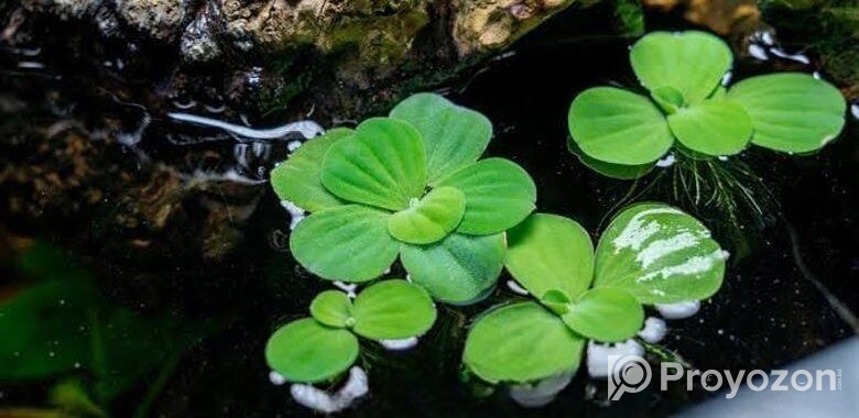 Aquarium plants