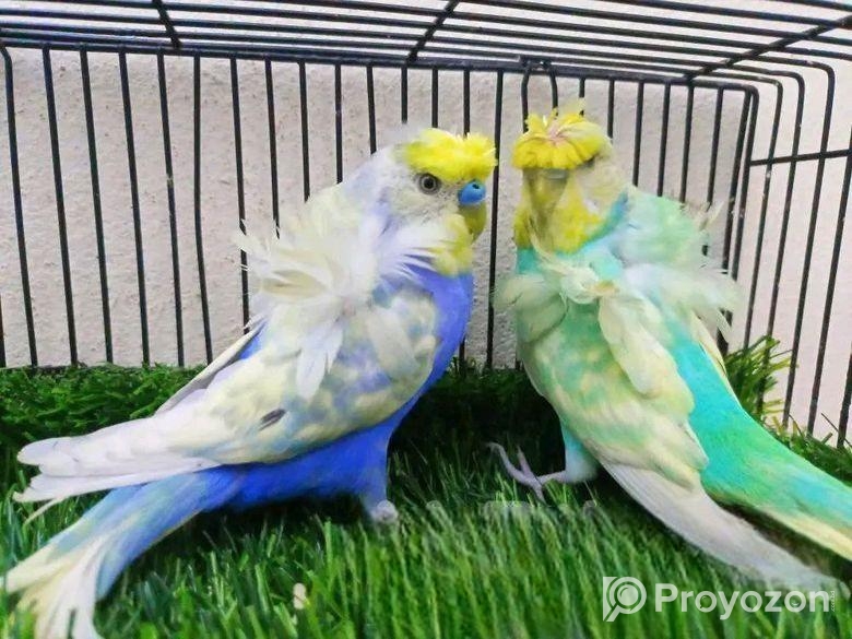 জাপানিছ বাজরিগার পাখি