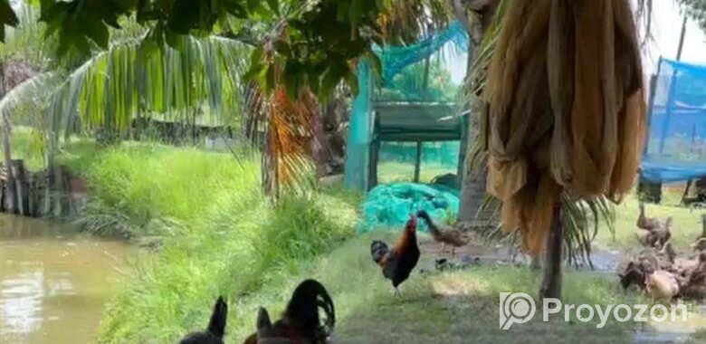 জমি বিক্রয় হবে – ইছর কান্দি-গাজীপুর – (IUT থেকে মা