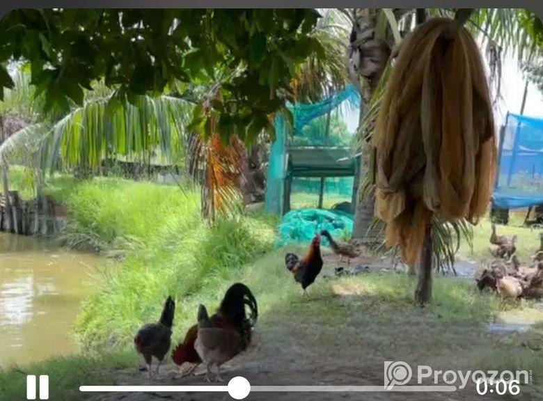 জমি বিক্রয় হবে – ইছর কান্দি-গাজীপুর – (IUT থেকে মা