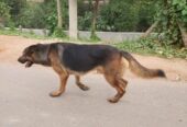 German Shephard Dog