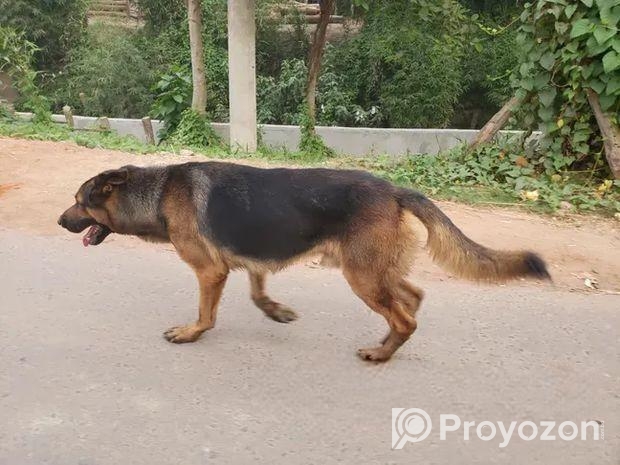 German Shephard Dog