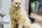 Persian Cat