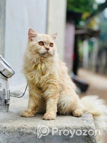 Persian Cat