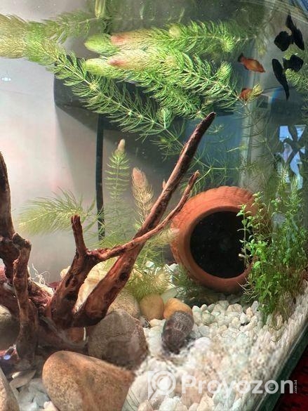 একুরিয়াম ট্যান্ক মাচ সহ বিক্রি হবে