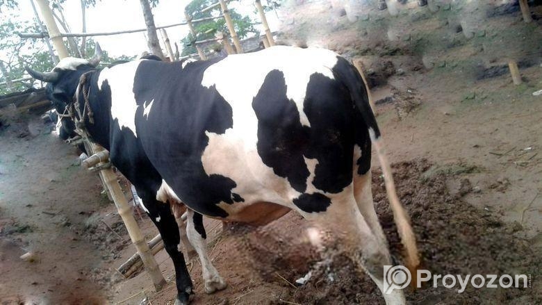 ৪৪২৭নং এড়ে ষাড় গরু।