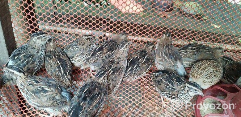 ডিমে রানিং ৫০ পিছ কোয়েল পাখি