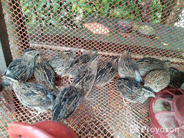 ডিমে রানিং ৫০ পিছ কোয়েল পাখি