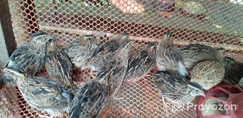 ডিমে রানিং ৫০ পিছ কোয়েল পাখি