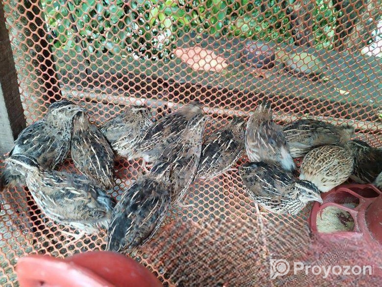 ডিমে রানিং ৫০ পিছ কোয়েল পাখি