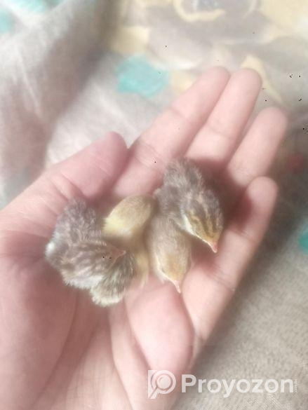 কিং কোয়েল বেবি