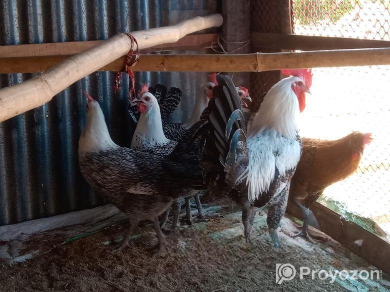 রানিং ডিম পাড়া ফাওমি মুরগি বিক্রয় পোষ্ট