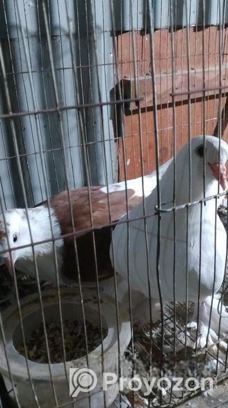 সিরাজি কবুতর